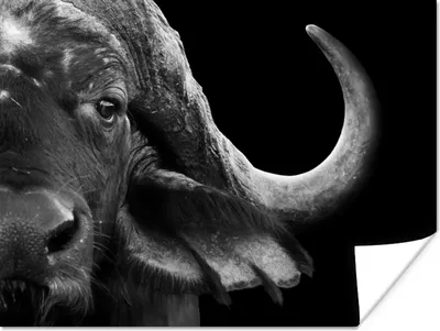 Produktbild von MuchoWow® Poster Büffel - Tiere - Schwarz - Weiß 160x120 cm - Foto Plakat