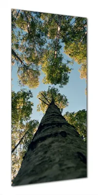 Produktbild von Wallario selbstklebende Duschrückwand 70 x 190 cm mit Motiv Birkenwald von unten betrachtet - Wandverkleidung mit Hochglanzlaminat in Glasoptik