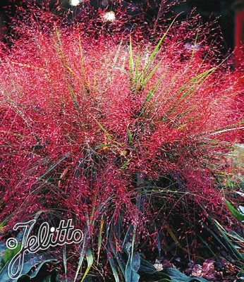 Produktbild von BALDUR Garten 9x Rotes Liebesgras, Pflanzen im 9x9 cm-Topf, außergewöhnliche Staude von Zierwert, rötlich schimmernde Blütenähren, winterhart, mehrjährig, Eragrostis spectabilis