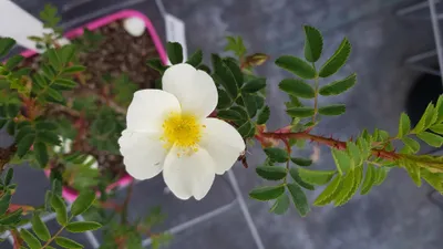 Image de Rosa pimpinellifolia (Semis) / Rosier pimprenelle
