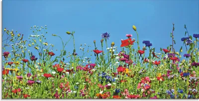 Produktbild von ARTland Glasbild Blumenwiese II Größe: 100x50 cm
