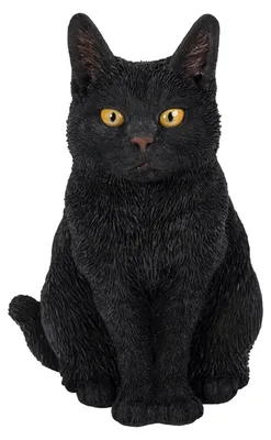 Image de Chat assis (chat noir)