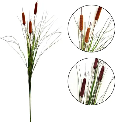 Immagine prodotto di Grappolo d'erba - Erba gattaiola 125 cm, marrone chiaro