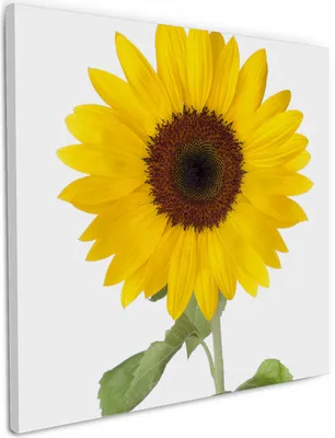 Produktbild von Wallario Premium Leinwandbild Sonnenblume in Größe 50 x 50 cm