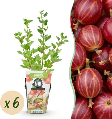 Produktbild von Stachelbeere - Ribes uva-crispa Hinnonmaki Rod - Winterhart - 6 Pflanzen - 15-25cm - Ø9cm - Gartenpflanze