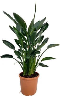 Obrázok produktu pre Trendyplants - Strelitzia Reginae - Rajský kvet - Izbová rastlina - Výška 120-140 cm - Veľkosť kvetináča Ø24cm