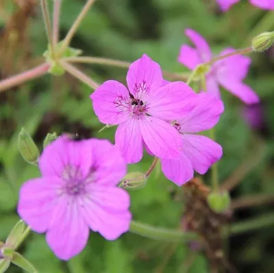 Produktbild von 6 x Pyrenäen-Reiherschabel - Erodium manescavii  | Topf 9cm x 9cm