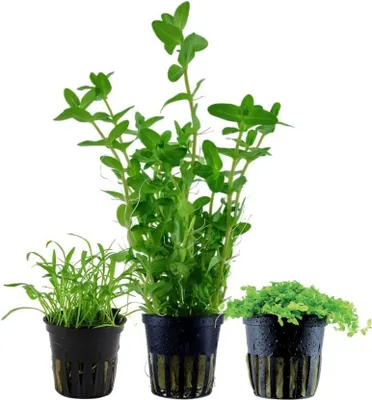 Produktbild von Pflanzen Set mit 3 Einsteiger Topf Aquarium Wasserpflanzen AquaOne Nr.236