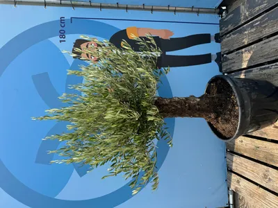 Produktbild von Sunny Tree "Olivenbaum Olea Europaea 'Picual Mini Pata' – 170 cm inkl. Topf, Mediterraner Topfbaum für Balkon & Garten"