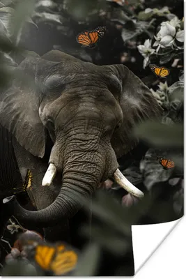 Produktbild von MuchoWow® Poster Elefant - Schmetterling - Dschungel 60x90 cm - Wanddekoration
