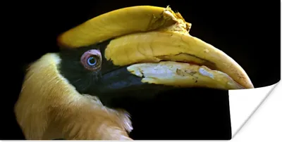 Produktbild von MuchoWow® Poster Vogel - Schnabel - Schwarz 40x20 cm