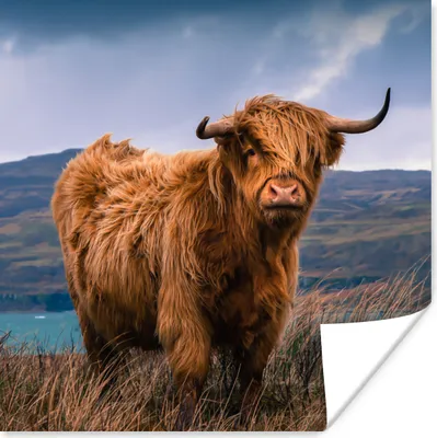 Produktbild von MuchoWow® Poster Schottischer Highlander - Berg - Wasser - Natur - Kuh 50x50 cm - Wohnzimmerdekoration