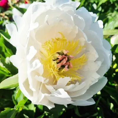 Productafbeelding van Pfingstrozen, winterhard. Itoh White Passion - 1 wortel - Pioenrozenhybride - Meerjarige vaste plant - Planten uit Nederland, geschikt voor tuin en pot (geen zaden, bollen en geen kunstplanten) (wit)