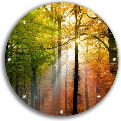 Produktbild von Wallario rundes Outdoor-Poster für Garten oder Balkon, Motiv Sonnenuntergang im Herbstwald, 30 cm Durchmesser