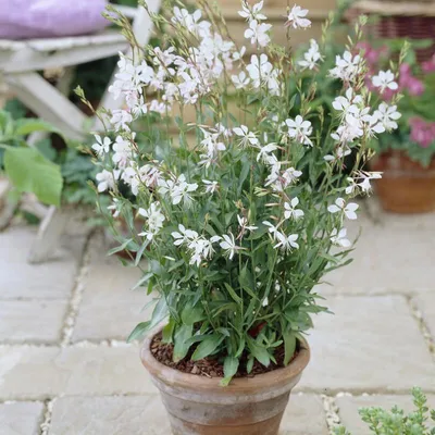 Produktbild von 12 Pflanzen Prachtkerze 'Whirling Butterflies', Gaura lindheimeri, P9 Topf