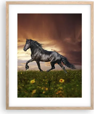 Produktbild von Gerahmtes Poster - Rahmen in heller Eiche - Pferd Tier Wiese - 40x50 cm - Wand Bild - Wanddeko - Wandbilder - Kunstposter - Wandposter - Bilderrahmen - Bilder - Kunstdruck - Wandbild - P2NPA40x50-2608