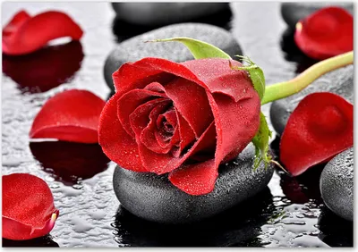 Produktbild von Tulup® Glas-Bild - 100 x 70 - Wandbild aus Glas - Wandkunst - Wandbild hinter gehärtetem Sicherheitsglas - Blumen & Pflanzen - Rote Rose - Rot