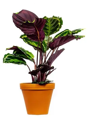 Obrázek produktu pro Gardners Calathea roseopicta Medallion, průměr 14 cm