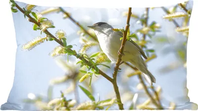 Produktbild von MuchoWow® Zierkissen Sofakissen Wohnzimmer Dekokissen 50x30 cm Vogel im Baum - Wohnzimmerdekoration - Polster mit Photo