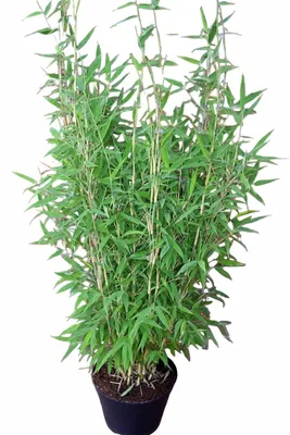 Produktbild von Fargesia murielae 'Jumbo' (Gesamthöhe: 120-140 cm), aufrechter Gartenbambus
