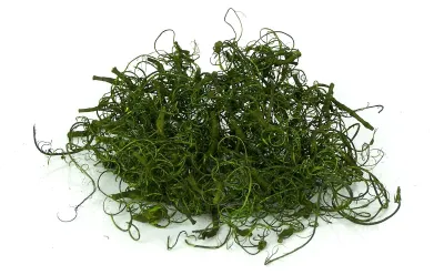 Produktbild von 20g (9,95EUR/100g)  Curly Moos grün, getrocknet, Basteln, Krippendekoration