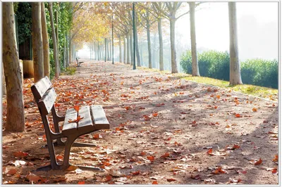 Produktbild von Wallario Wandbild Einsame Parkbank an einer Allee - Herbststimmung, Größe: 61 x 91,50 cm, Poster mit weißem Aluminiumrahmen
