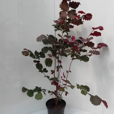 Produktbild von Haselnuss Maxima purpurea, sehr schönes rotes Laub, als dreijähriger Strauch, ca.100-120 cm