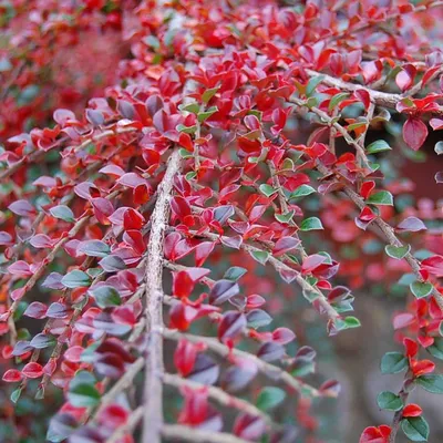 Obrázek produktu pro 2 x Vějířovitý skalník - Cotoneaster horizontalis | 20-25 cm v nádobě