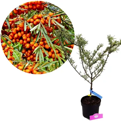 Obrázek produktu pro Hippophae rhamnoides 'Hergo', rakytník řešetlákový, samičí, 3litrový květináč