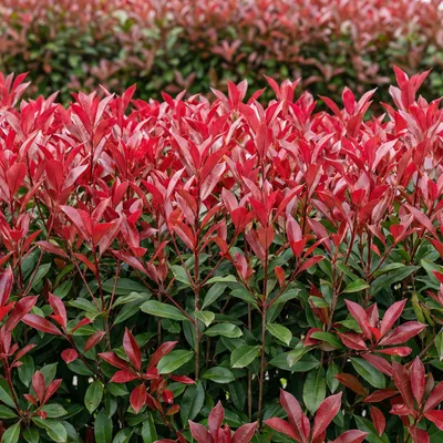 Zdjęcie produktu dla Photinia fraseri Carré Rouge - zestaw 6 roslin do zywoplotu, 1 m biezacy