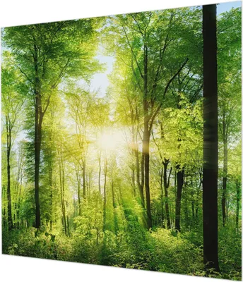 Zdjęcie produktu dla Tapeta ścienna – tapeta dekoracyjna do salonu – folia tapetowa do dekoracji ścian – 250 x 250 cm – Harmonia lasu