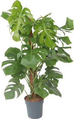 Zdjęcie produktu dla Monstera dziurawa - Monstera deliciosa - Wysokość 120-130cm - ⌀24cm