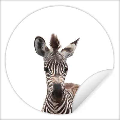 Produktbild von MuchoWow® Runde Wandtattoo - Wandsticker Tapete Aufkleber Zebra - Porträt - Tiere - Kinder - Wildtiere Ø 100 cm Selbstklebend und Repositionierbar - Wandaufkleber - Kreis - Tapetenkreis - Wandbild rund - Schlafzimmerdekoration - Wanddeko - runde Tapete - Kunst für zu Hause