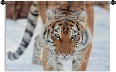 Produktbild von MuchoWow® Wandteppich Wandbehang Tiger - Schnee - Tiere 60x40 cm Tapisserie Dekoration Wandtuch - Wanddekorationen