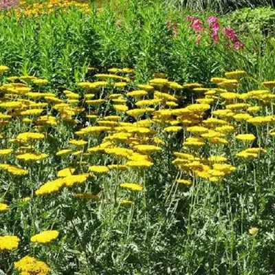 Produktbild von 6 x Schafgarbe  - Achillea 'Coronation Gold'  | Topf 9cm x 9cm