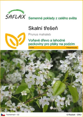 Obrázek produktu pro SAFLAX - skalní třešeň - Prunus mahaleb - 30 Semena
