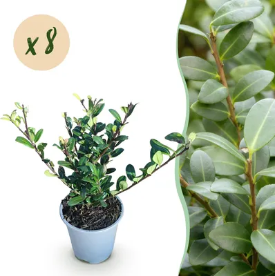 Image de Ilex crenata Caroline Upright - 8 plants pour 1 mètre linéaire de haie