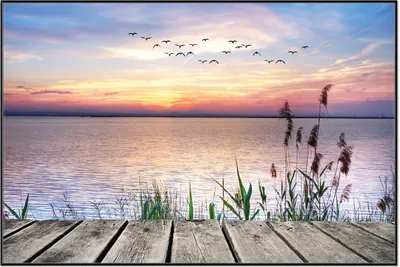Produktbild von Wallario Wandbild Seepanorama mit Schilf und fliegenden Vögeln, Größe: 61 x 91,50 cm, Poster mit schwarzem Aluminiumrahmen
