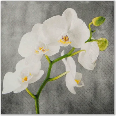 Produktbild von RP 20 kleine Cocktailservietten White Orchid - Weiße Orchidee 25x25cm
