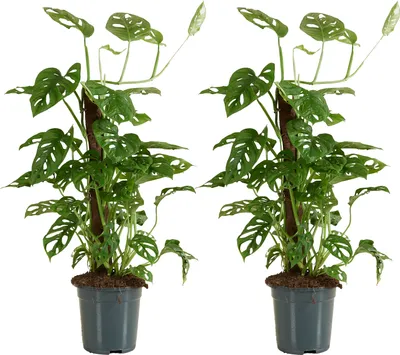 Produktbild von Bloomique - 2er-Set - Monstera Adansonii mit Moosstab - Affenblatt - Zimmerpflanzen - Luftreinigend - Pflegeleicht - 70-80 cm hoch - Topf 17 cm