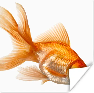 Produktbild von MuchoWow® Poster Goldfisch - Weiß 100x100 cm - Babyzimmer