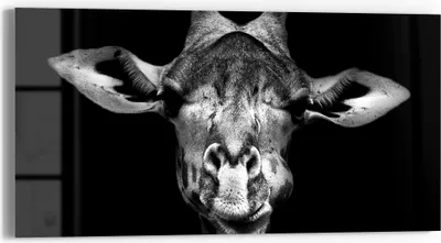 Produktbild von DEQORI Glasbild Echtglas 60x30 cm 'Giraffenporträt' Wandbild Bild modern Deko