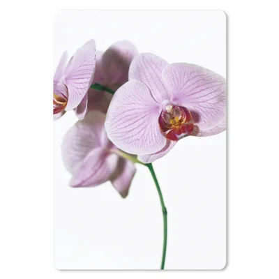 Produktbild von MuchoWow® Mauspad Mousepad Rosa Orchideenblüte 18x27 cm - Mousepads - Maus Mat - Pad - Mausunterlage
