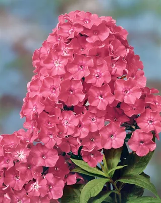 Produktbild von Phlox paniculata 'Rijnstroom', Flammenblume, rosa, ca. 11x11 cm Topf