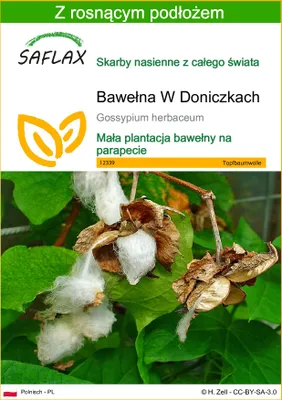 Zdjęcie produktu dla SAFLAX - Bawełna W Doniczkach - 12 Nasiona - Z podłożem uprawowym wolnym od zarazków - Gossypium herbaceum