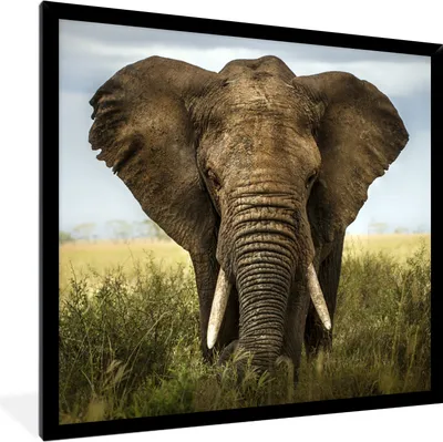Produktbild von MuchoWow® Gerahmtes Poster Elefant - Natur - Gras - Tiere - Landschaft 40x40 cm - Poster mit Schwarzem Bilderrahmen Wandposter Rahmen Foto Bilder - Mit Rahmen - Wanddekoration Schlafzimmer
