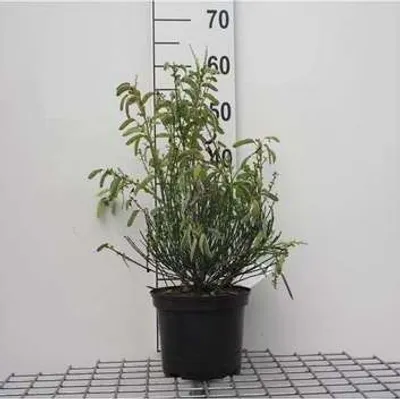 Productafbeelding van Cytisus (s) 'Golden Sunlight' - Gele ginster, 40-60 cm, pot