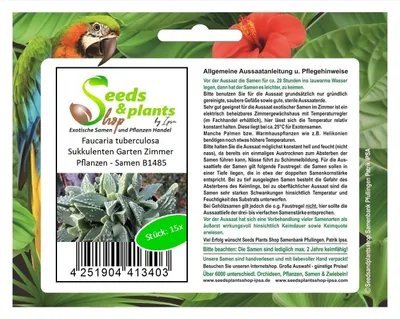 Produktbild von 15x Faucaria tuberculosa Sukkulenten Garten Zimmer Pflanzen - Samen B1485
