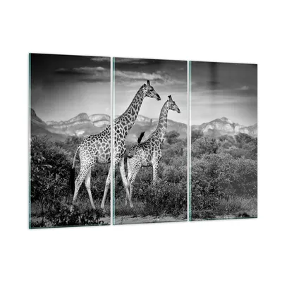 Produktbild von Bilder auf glas - 3 Teile - Giraffen Schwarzweiß Fotografie - 165x110cm - Glasbilder - Wandbilder - Bilder - Wanddekoration aus Glas - Glas Bilder - Wandbild auf Glas - GCE165x110-4441