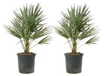 Image de Bloomique - Lot de 2 - Chamaerops Humilis - Palmier nain européen - Palmier rustique - Plantes de jardin - Hauteur 60-70 cm - Pot 19 cm